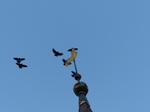 FZ033206 Crows on windvane on Ribe church spire.jpg